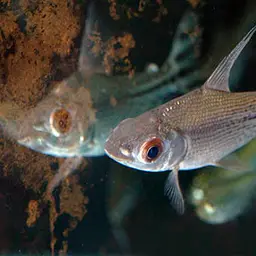Kissing Prochilodus, photo 2
