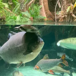 Kissing Prochilodus, photo 6