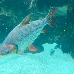 Kissing Prochilodus, photo 7
