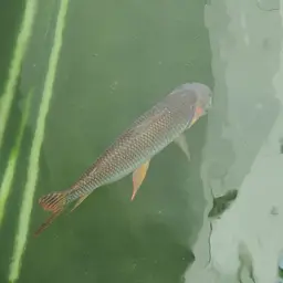 Kissing Prochilodus, photo 9