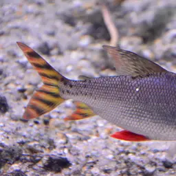 Kissing Prochilodus, photo 10