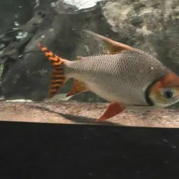 Kissing Prochilodus, photo 11