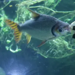 Silver Prochilodus