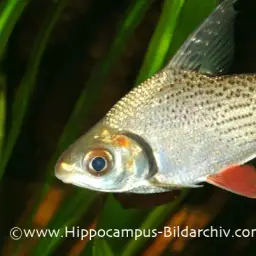 Silver Prochilodus, photo 2