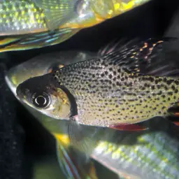Silver Prochilodus, photo 3