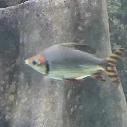 Silver Prochilodus, photo 4