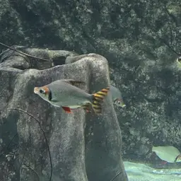 Silver Prochilodus, photo 5