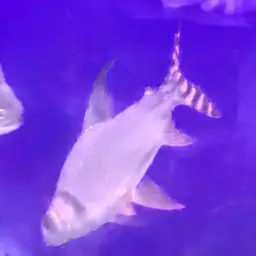 Silver Prochilodus, photo 6