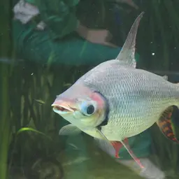Silver Prochilodus, photo 7