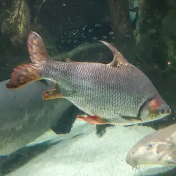 Silver Prochilodus, photo 8