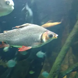 Silver Prochilodus, photo 9
