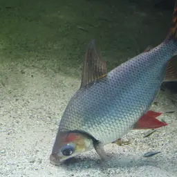 Silver Prochilodus, photo 10