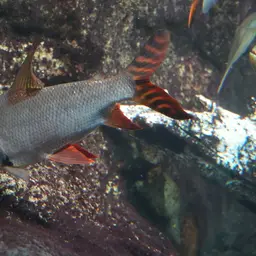 Silver Prochilodus, photo 11