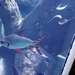 Silver Prochilodus, photo 12