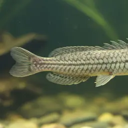 Senegal Bichir