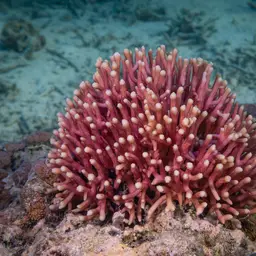 Birdsnest Coral, photo 2
