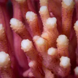 Birdsnest Coral, photo 3