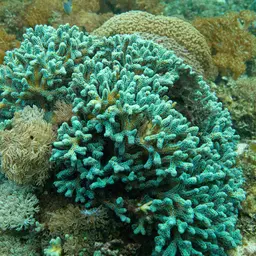 Birdsnest Coral, photo 4