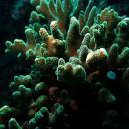 Birdsnest Coral, photo 5
