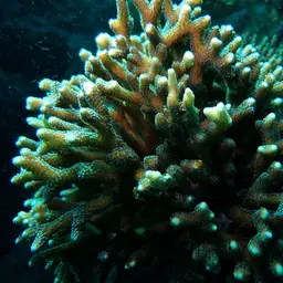 Birdsnest Coral, photo 6