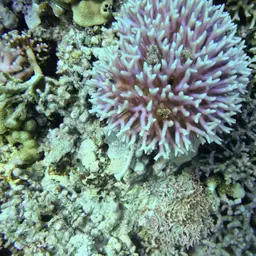 Birdsnest Coral, photo 7