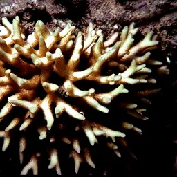 Birdsnest Coral, photo 8