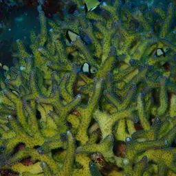 Birdsnest Coral, photo 9