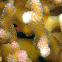 Birdsnest Coral, photo 10