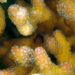 Birdsnest Coral