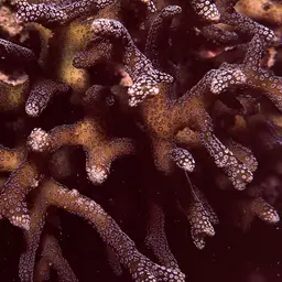 Birdsnest Coral, photo 11