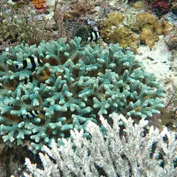 Birdsnest Coral, photo 12