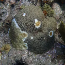 Bush Coral