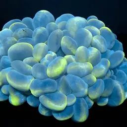 Bush Coral