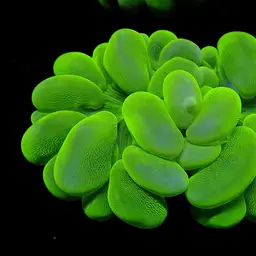 Bush Coral, photo 2