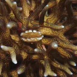 Thin Birdsnest Coral, photo 1