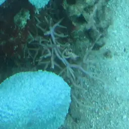 Thin Birdsnest Coral, photo 2