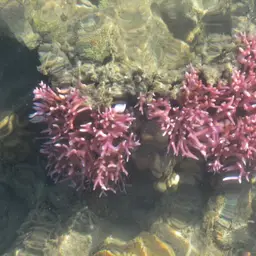 Thin Birdsnest Coral, photo 3
