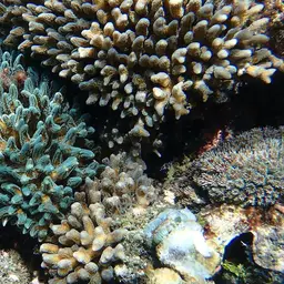 Thin Birdsnest Coral, photo 4