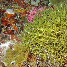 Thin Birdsnest Coral, photo 5