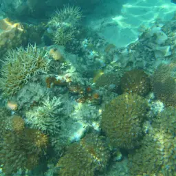 Thin Birdsnest Coral, photo 6