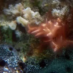 Thin Birdsnest Coral, photo 7