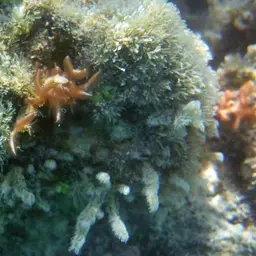 Thin Birdsnest Coral, photo 8
