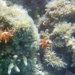 Thin Birdsnest Coral, photo 9