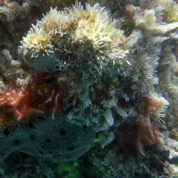 Thin Birdsnest Coral, photo 10