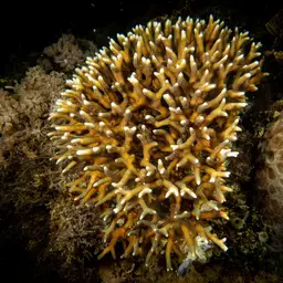 Thin Birdsnest Coral, photo 11