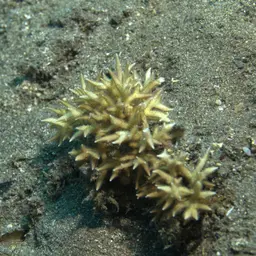 Thin Birdsnest Coral, photo 12