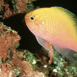 Coral Perch