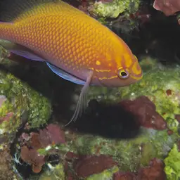 Coral Perch, photo 2