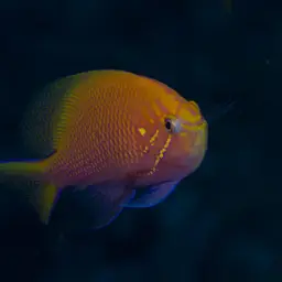 Coral Perch, photo 3