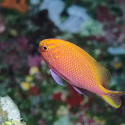 Coral Perch, photo 4